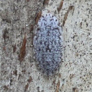 Ledromorpha planirostris at Dickson, ACT - 6 Aug 2023 03:24 PM