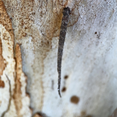 Conoeca guildingi (A case moth) at Dickson, ACT - 6 Aug 2023 by Hejor1