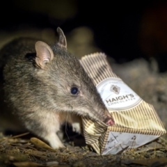 Perameles nasuta (Long-nosed Bandicoot) at Ben Boyd National Park - 3 Aug 2023 by trevsci