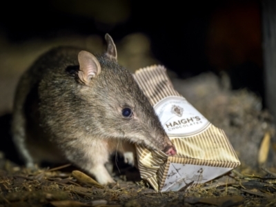 Perameles nasuta (Long-nosed Bandicoot) at Green Cape, NSW - 3 Aug 2023 by trevsci