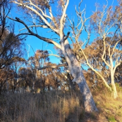 Eucalyptus rossii (Inland Scribbly Gum) at Mount Majura - 6 Aug 2023 by abread111