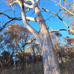 Eucalyptus rossii at Majura, ACT - 6 Aug 2023