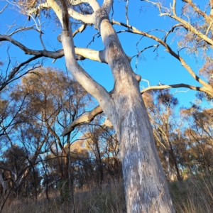 Eucalyptus rossii at Mount Majura - 6 Aug 2023 04:39 PM