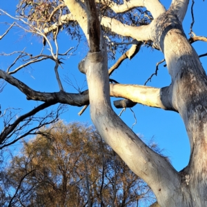 Eucalyptus rossii at Mount Majura - 6 Aug 2023 04:39 PM