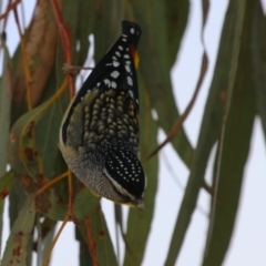 Pardalotus punctatus (Spotted Pardalote) at Symonston, ACT - 6 Aug 2023 by RodDeb