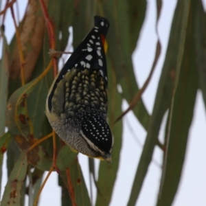 Pardalotus punctatus at Symonston, ACT - 6 Aug 2023