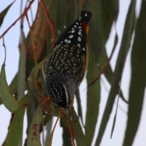 Pardalotus punctatus at Symonston, ACT - 6 Aug 2023