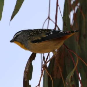 Pardalotus punctatus at Symonston, ACT - 6 Aug 2023