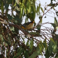 Pardalotus punctatus at Symonston, ACT - 6 Aug 2023