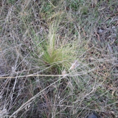 Nassella trichotoma (Serrated Tussock) at Majura, ACT - 6 Aug 2023 by abread111