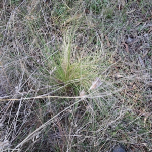 Nassella trichotoma at Majura, ACT - 6 Aug 2023