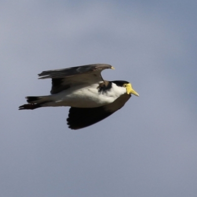 Vanellus miles (Masked Lapwing) at Jerrabomberra, ACT - 6 Aug 2023 by RodDeb