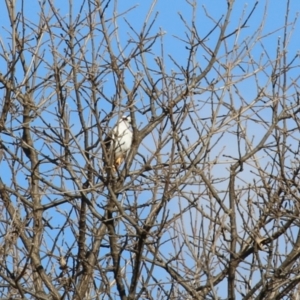 Elanus axillaris at Jerrabomberra, ACT - 6 Aug 2023