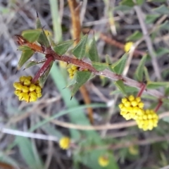 Acacia gunnii at Majura, ACT - 6 Aug 2023 04:31 PM