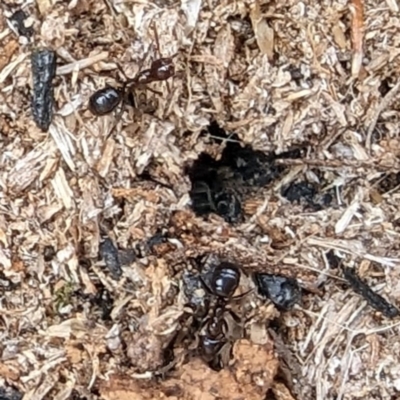 Papyrius sp. (genus) (A Coconut Ant) at Tuggeranong, ACT - 6 Aug 2023 by HelenCross