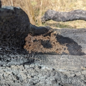 Papyrius sp. (genus) at Tuggeranong, ACT - suppressed