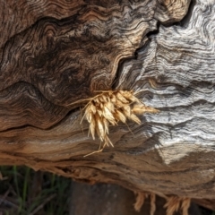 Isodontia sp. (genus) at Tuggeranong, ACT - 6 Aug 2023