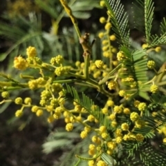 Acacia decurrens (Green Wattle) at Oakey Hill - 6 Aug 2023 by GregC