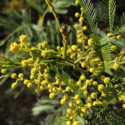 Acacia decurrens (Green Wattle) at Oakey Hill - 6 Aug 2023 by GregC