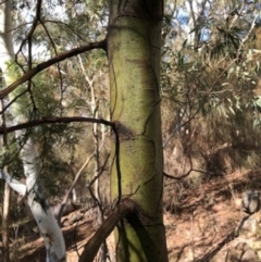 Acacia decurrens at Lyons, ACT - 6 Aug 2023