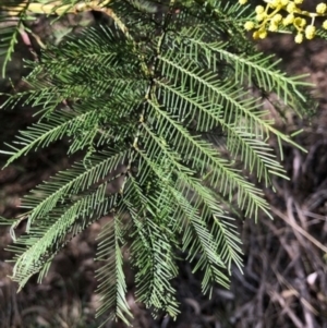 Acacia decurrens at Lyons, ACT - 6 Aug 2023