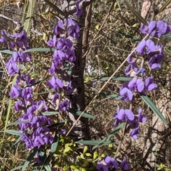 Hovea heterophylla (Common Hovea) at Tuggeranong, ACT - 6 Aug 2023 by HelenCross