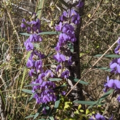 Hovea heterophylla at Tuggeranong, ACT - 6 Aug 2023