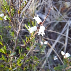 Cryptandra amara (Bitter Cryptandra) at Majura, ACT - 6 Aug 2023 by abread111