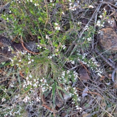 Cryptandra amara at Majura, ACT - 6 Aug 2023