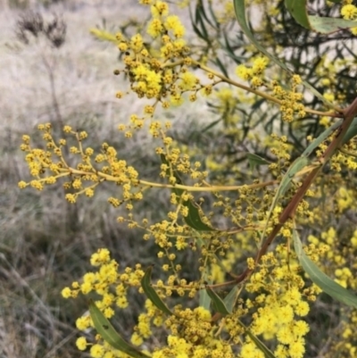 Acacia rubida (Red-stemmed Wattle, Red-leaved Wattle) at Oakey Hill - 6 Aug 2023 by GregC