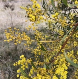Acacia rubida at Lyons, ACT - 6 Aug 2023