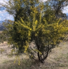 Acacia rubida at Lyons, ACT - 6 Aug 2023