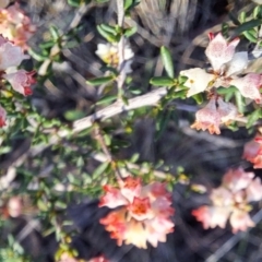 Cryptandra sp. Floriferous (W.R.Barker 4131) W.R.Barker at Majura, ACT - 6 Aug 2023 by abread111