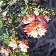 Cryptandra sp. Floriferous (W.R.Barker 4131) W.R.Barker at Majura, ACT - 6 Aug 2023 04:30 PM