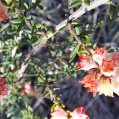 Cryptandra sp. Floriferous (W.R.Barker 4131) W.R.Barker at Majura, ACT - 6 Aug 2023 04:30 PM