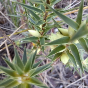 Melichrus urceolatus at Majura, ACT - 6 Aug 2023