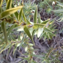 Melichrus urceolatus at Majura, ACT - 6 Aug 2023