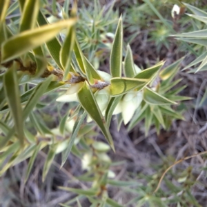 Melichrus urceolatus at Majura, ACT - 6 Aug 2023