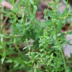 Gonocarpus tetragynus (Common Raspwort) at Chiltern-Mt Pilot National Park - 6 Aug 2023 by KylieWaldon