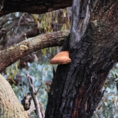 Unidentified Other fungi on wood at Chiltern-Mt Pilot National Park - 6 Aug 2023 by KylieWaldon