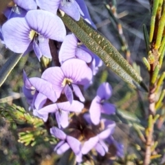Hovea heterophylla (Common Hovea) at Mount Majura - 6 Aug 2023 by abread111