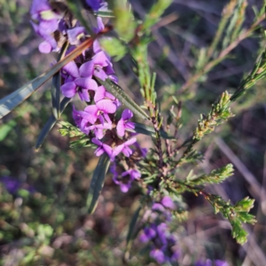 Hovea heterophylla at Majura, ACT - 6 Aug 2023 04:18 PM