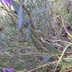 Hovea heterophylla at Majura, ACT - 6 Aug 2023