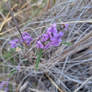 Hovea heterophylla at Majura, ACT - 6 Aug 2023 04:18 PM