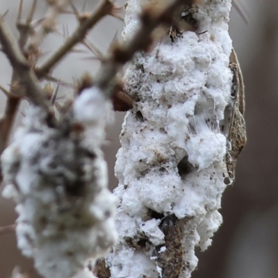 Unverified Scale insect or Mealybug (Hemiptera, Coccoidea) at Chiltern, VIC - 6 Aug 2023 by KylieWaldon