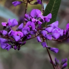 Hardenbergia violacea (False Sarsaparilla) at Chiltern-Mt Pilot National Park - 6 Aug 2023 by KylieWaldon