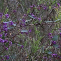 Hardenbergia violacea at Chiltern, VIC - 6 Aug 2023 12:09 PM