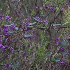 Hardenbergia violacea at Chiltern, VIC - 6 Aug 2023