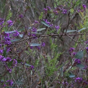 Hardenbergia violacea at Chiltern, VIC - 6 Aug 2023 12:09 PM