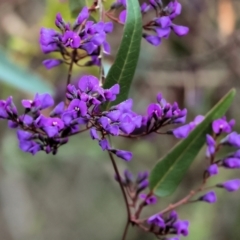 Hardenbergia violacea at Chiltern, VIC - 6 Aug 2023